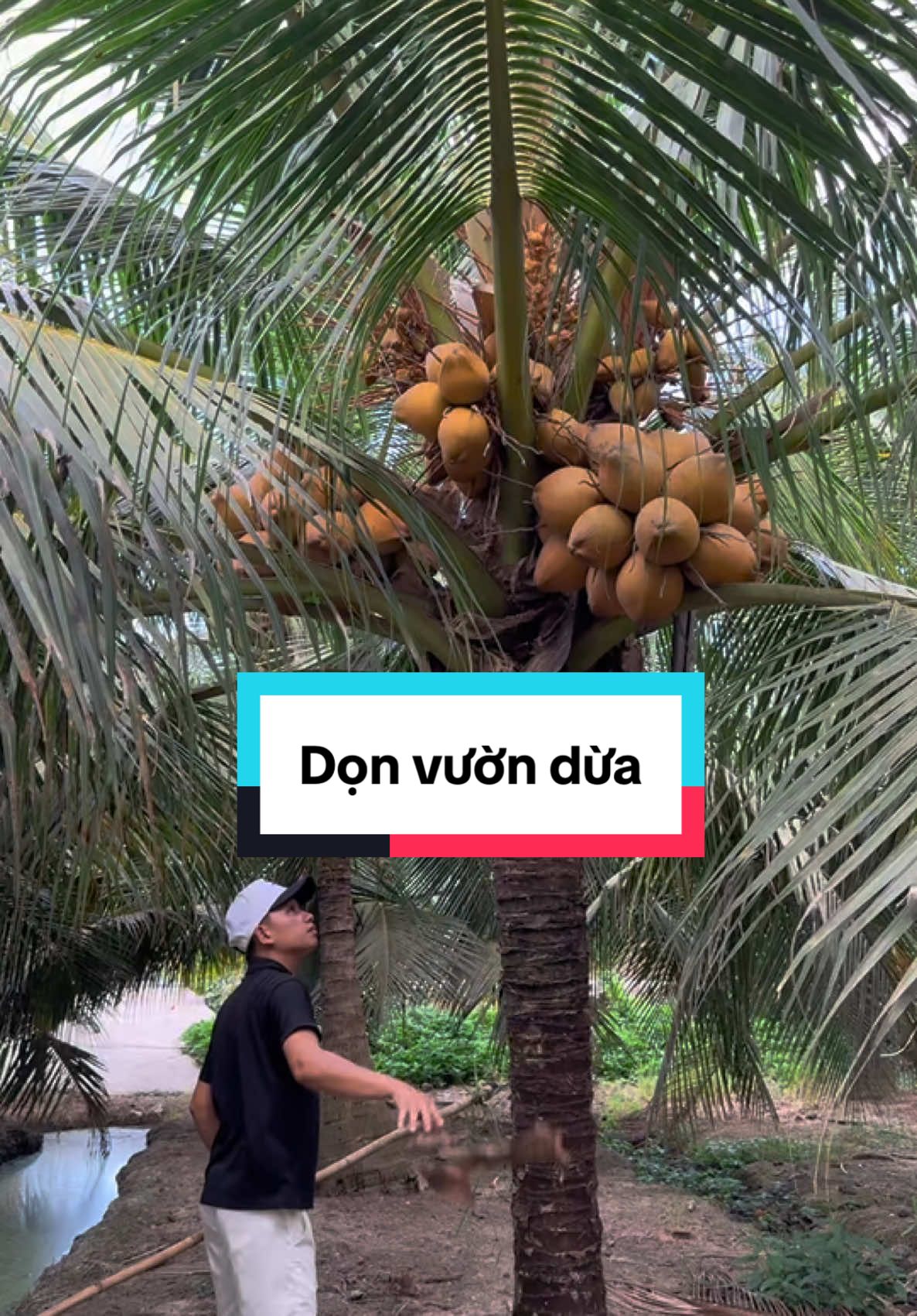 Dọn vườn dừa#mientay #nguyenhuuphu63 #xuhuong #dungculamvuon #dungcuhaidua