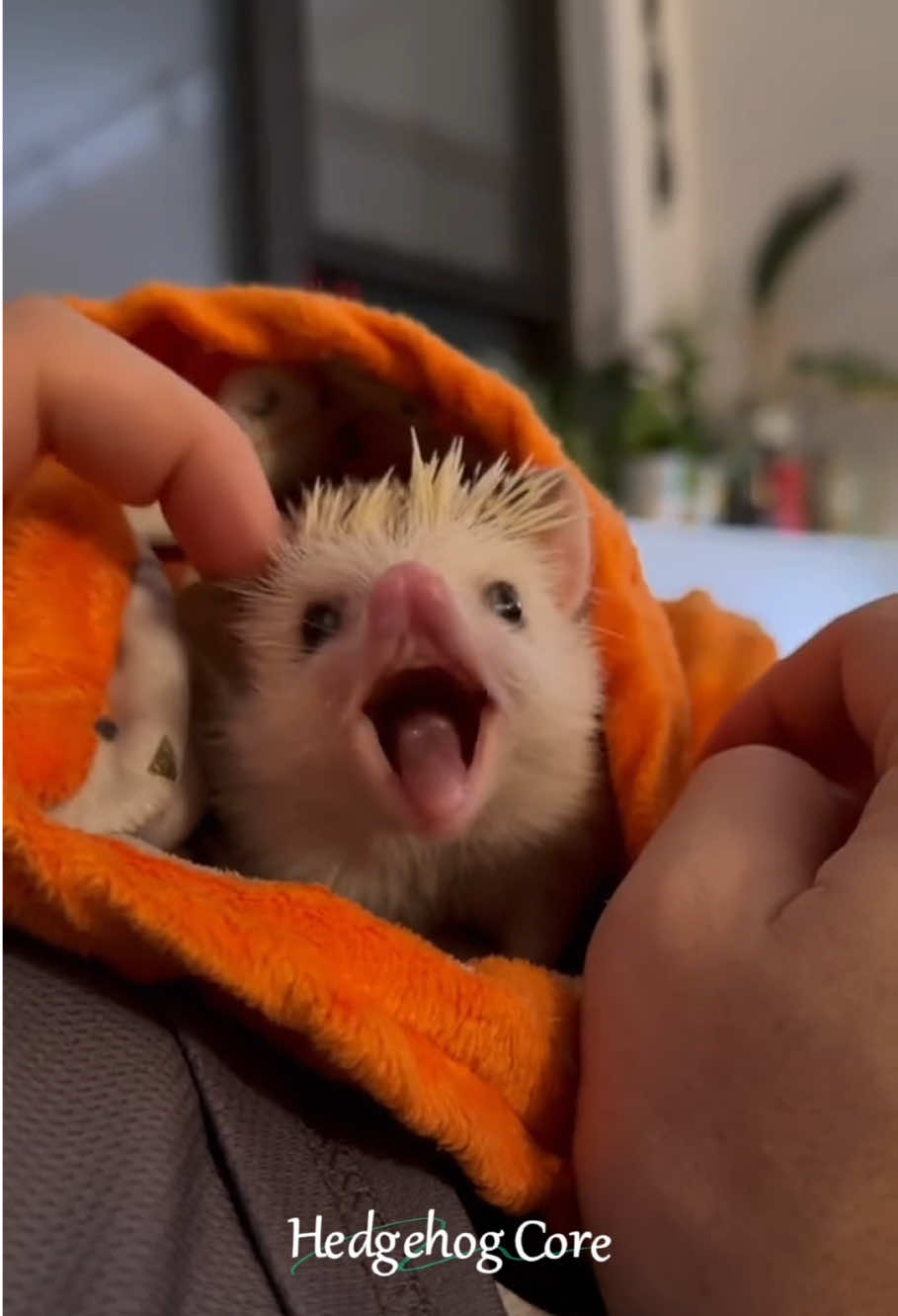 Cute Hedgehog #hedgehog #hedgehogsoftiktok #cutebaby #cute #core #fypシ #fyp #foryoupage 