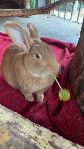 #газонокосилка #вреееееееееееееееееееееееееееееееек #rabbit 