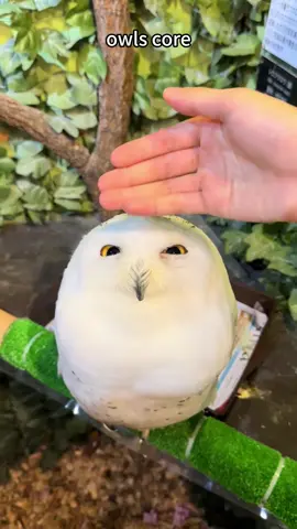 Owl core🥰😂#owl #owlhouse #owls #owlsoftiktok #owllove