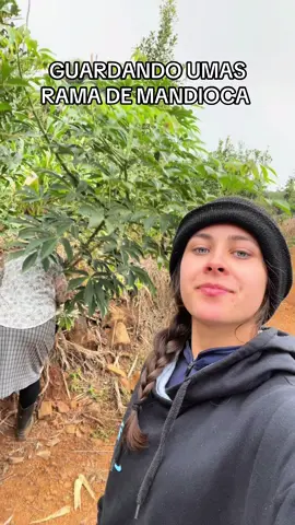 #creatorsearchinsights #sul #roça #agricultura #parana #roça 