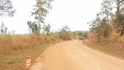 Đàn voi hơn 30 con tại vườn Quốc gia Jokdon Đăk Lăk