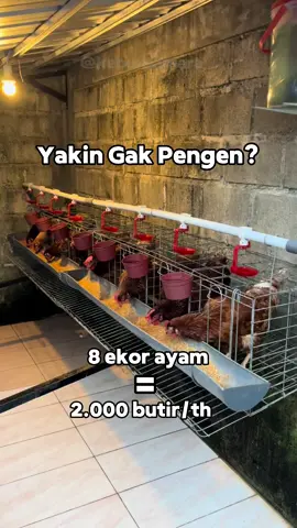 Panen telur setiap hari Yakin gak pengen? #kandangayampetelur #kandanggalvanis #kandang #awet #tahanlama #minimalis #ayampetelur #skalarumahan #fyp