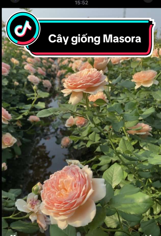Cây giống hoa hồng đẹp 🪴🌹 #caygionghoahong#caygiong#hoadep#hoahong