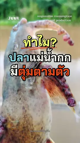 แม่น้ำกกปนเปื้อนเพราะทุนจีน??? #GoGreenGirls #เปลี่ยนนิดก็กรีนละ #ข่าว #แม่น้ำกก #แม่น้ำโขง 