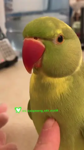 Parrots like it when we stroke them with our hands.#parrot #🥰🥰🥰 #funnyvideos #funnyparrot 