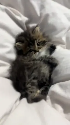 #fyp #funnyvideo #cat #catsoftiktok 