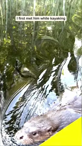 Man adopted an otter and then #animal #rescueanimals #animalsoftiktok #animallover #otter 