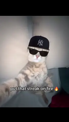 send this as your streak today‼️💯🔥🙂‍↕️ #streakreminder #streak #streaks #meme #viralvideo #cat #catsoftiktok 