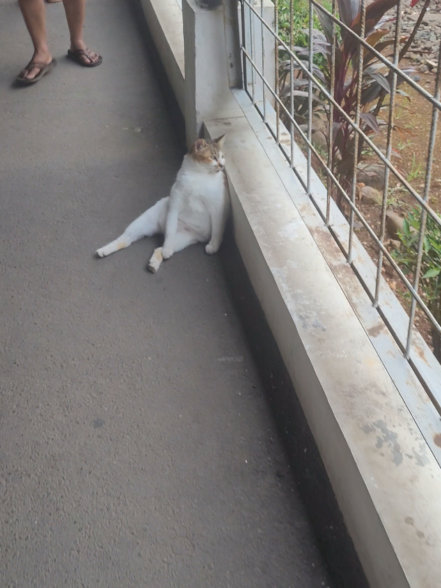 akamsi bgt roman2nya #cat 