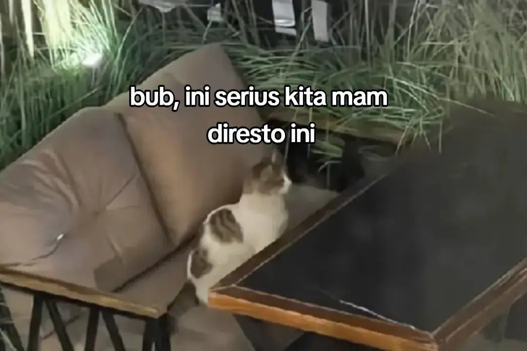 MAS 😣 #sadvibes #sad #couple #cewe #kucing #xyz #xyzbca #kucinglucu #kucingtiktok #pacar #fypシ #fyp 