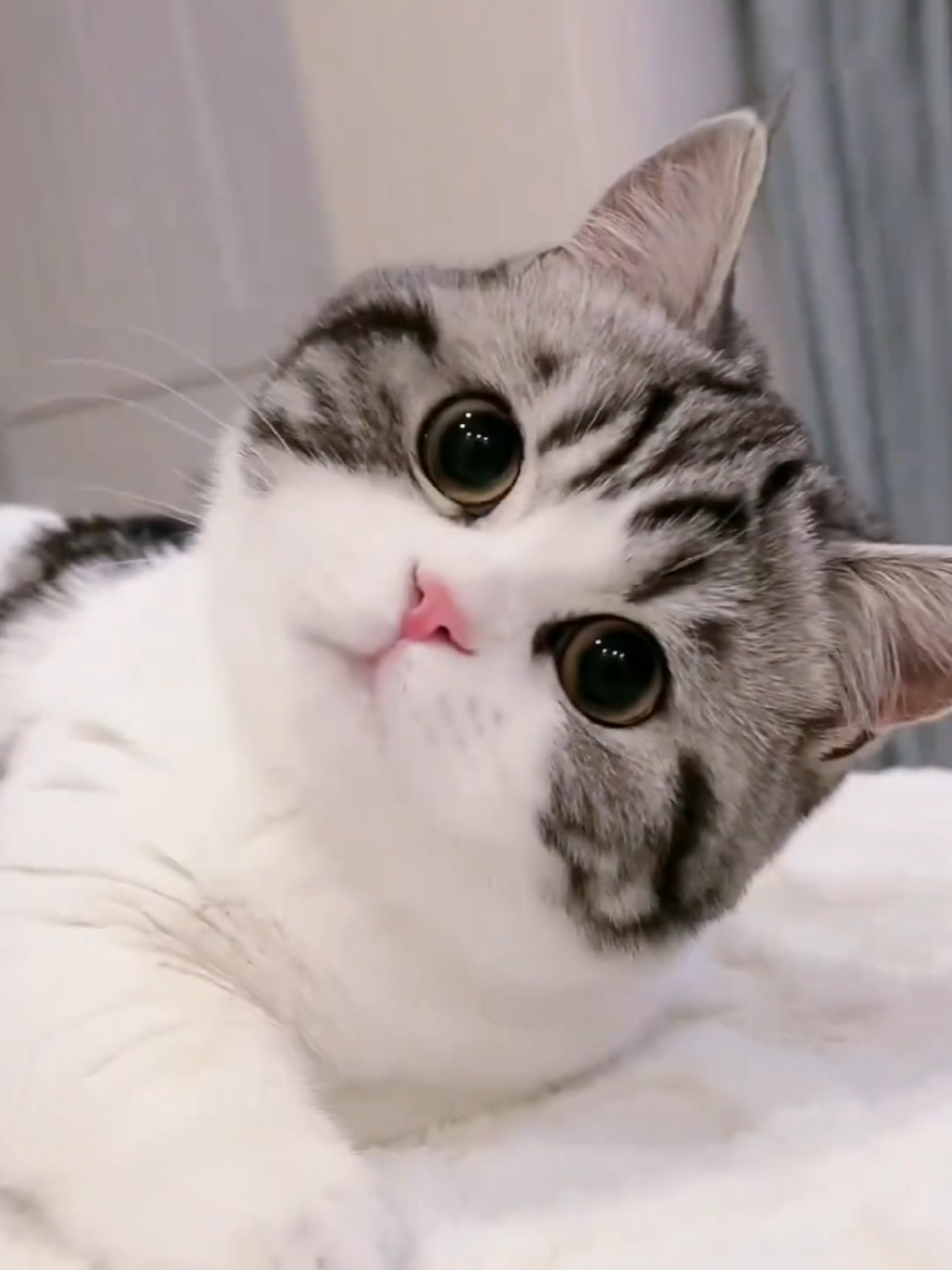 #foryoupage #cuteanimals #kitty #funnycat #cutecat 