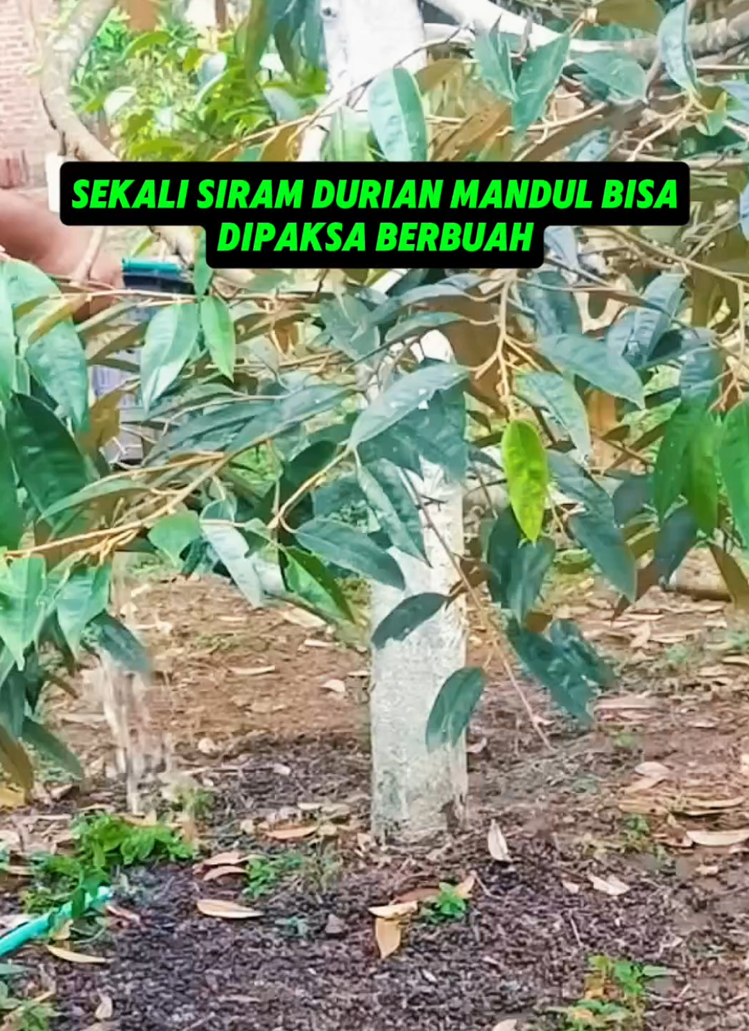 pupuk durian booster durian #pupukorganik #pupukdurian #pupukboosterdurian #creatorsearchinsights 