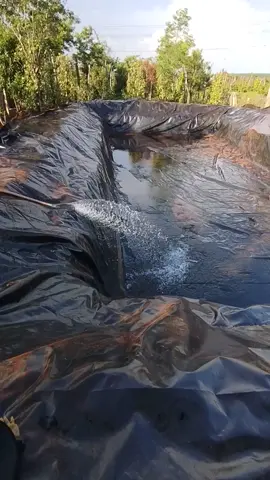 HỒ 15x27M – TỰ TRẢI, TỰ LÀM, TỰ TIN TIẾT KIỆM! Anh khách trẻ tại Chư Sê – Gia Lai đã chọn đặt bạt HDPE hàn sẵn đúng kích thước 15m x 27m, mang về tự tay trải hồ trữ nước và nuôi thủy sản. Chỉ cần đo đúng, đặt chuẩn – Bạt Nhựa Sài Gòn lo phần còn lại! Chúc anh vụ mùa thành công, nước đủ quanh năm, hồ bền dài lâu! #batlothotomBatNhuaSaiGon #mangchenang #KeoDánBạtHDPE #duanbiendoikhihaumientrungtaynguyen #BạtNhựaSàiGòn #HànBạt1Ly  Bạt Nhựa Sài Gòn – Đồng hành cùng nhà nông hiện đại.