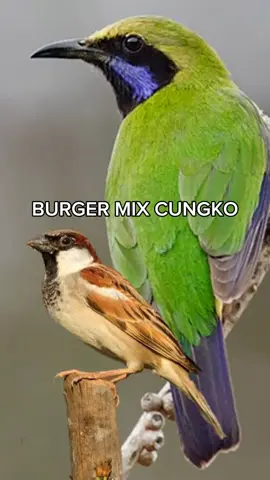 #masteranburung #kicaumania #masteran #cucakcungko #burunggereja #gerejatarung 