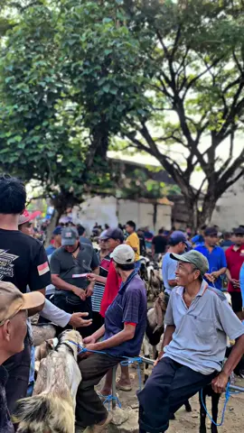 Info harga wedus terbaru lur 🤫#pasarkambing#kambing#kambing#pasartamansari#ponorogo24jam#sambit 