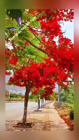 nhạc hay cảnh đẹp  ck, Phượng buồn 