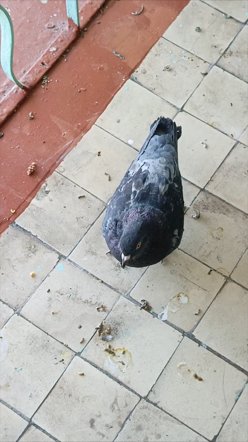 #angrykfc #pigeon #kfc #fyp #angrybirds #100k #funnyvideo #food #muckbang #vladivostok #кфс #злойголубь #босскфс #еда #голубь #докс #опездол #владивосток