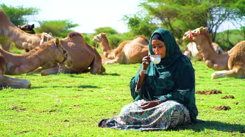 Somali mother drinking tea and sitting on green grass and her aroun her camels #somalitiktok #traditional #nomad #clips #somalipeople 