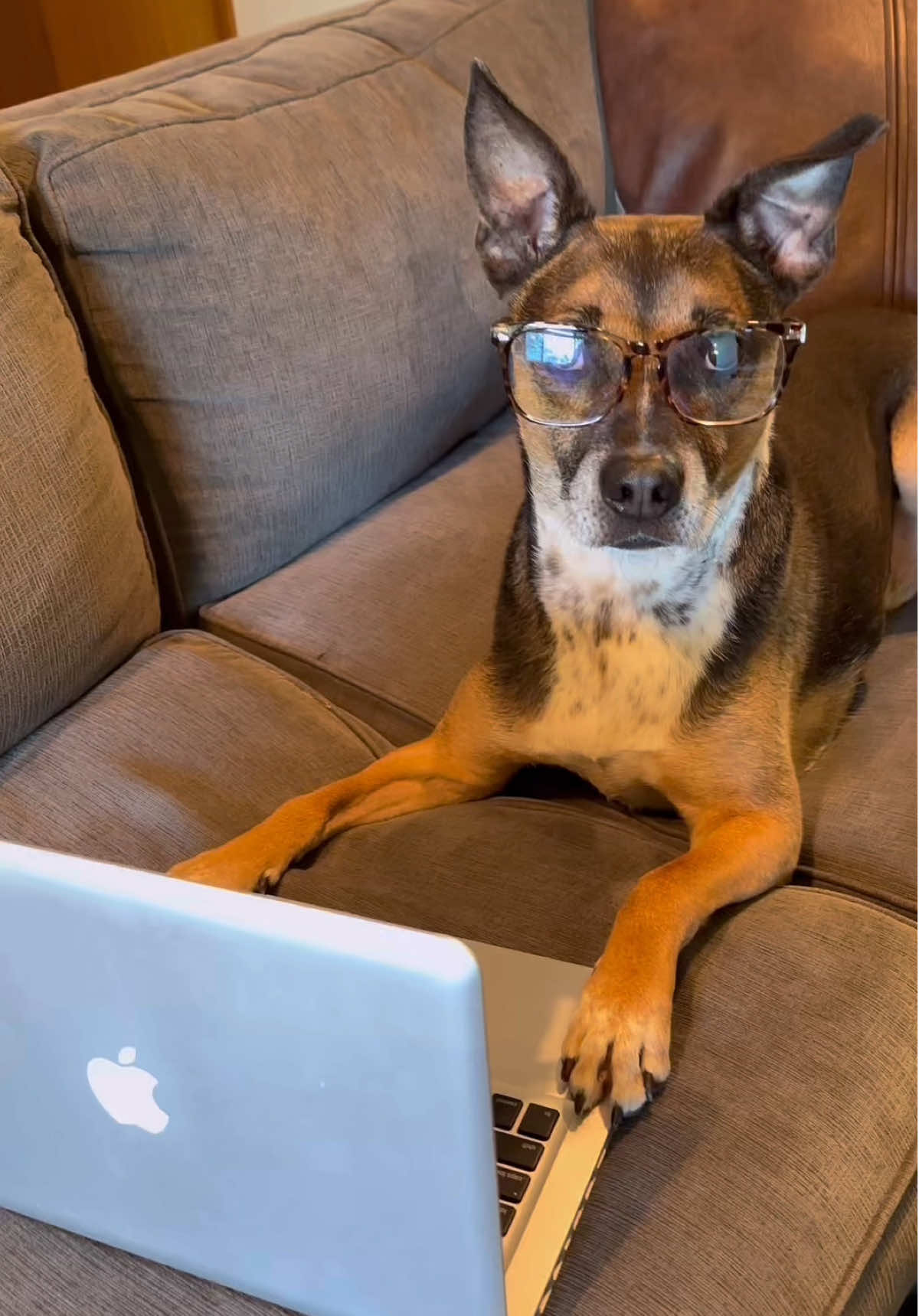 Is your dog or cat #OpenToWork? We're searching for a four-legged Chief Taste Officer. Not joking. The role? Chew stuff on camera and look cute. The perks? $25K and a year's worth of chews. No Excel experience required. Apply now! . . NO PURCHASE NECESSARY. Open to legal residents of the 50 U.S./D.C., age 21+. Void where prohibited. Ends 05/16/25. For full Official Rules, click link in Instagram bio or visit http://zestypaws.com/pages/chieftasteofficer. #Dog #PetParent #Cat #Contest #Pets #ZestyPaws #Giveaway #zestypawscontest 