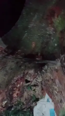 proses penebangan pohon dimalam hari ini #tukangserkelkayu #wood #woodcutter #woodworking #woodcutting #chinsaw #kayusuper 