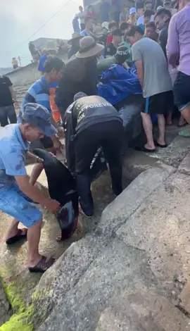 Nam mô a di đà phật 🙏🙏🙏 người  dân đang đưa cá ông lên bờ 🐬🐬🐬🐬 #xuhuong2025 #76quangngai #anhdanbien #xuhuong2025 