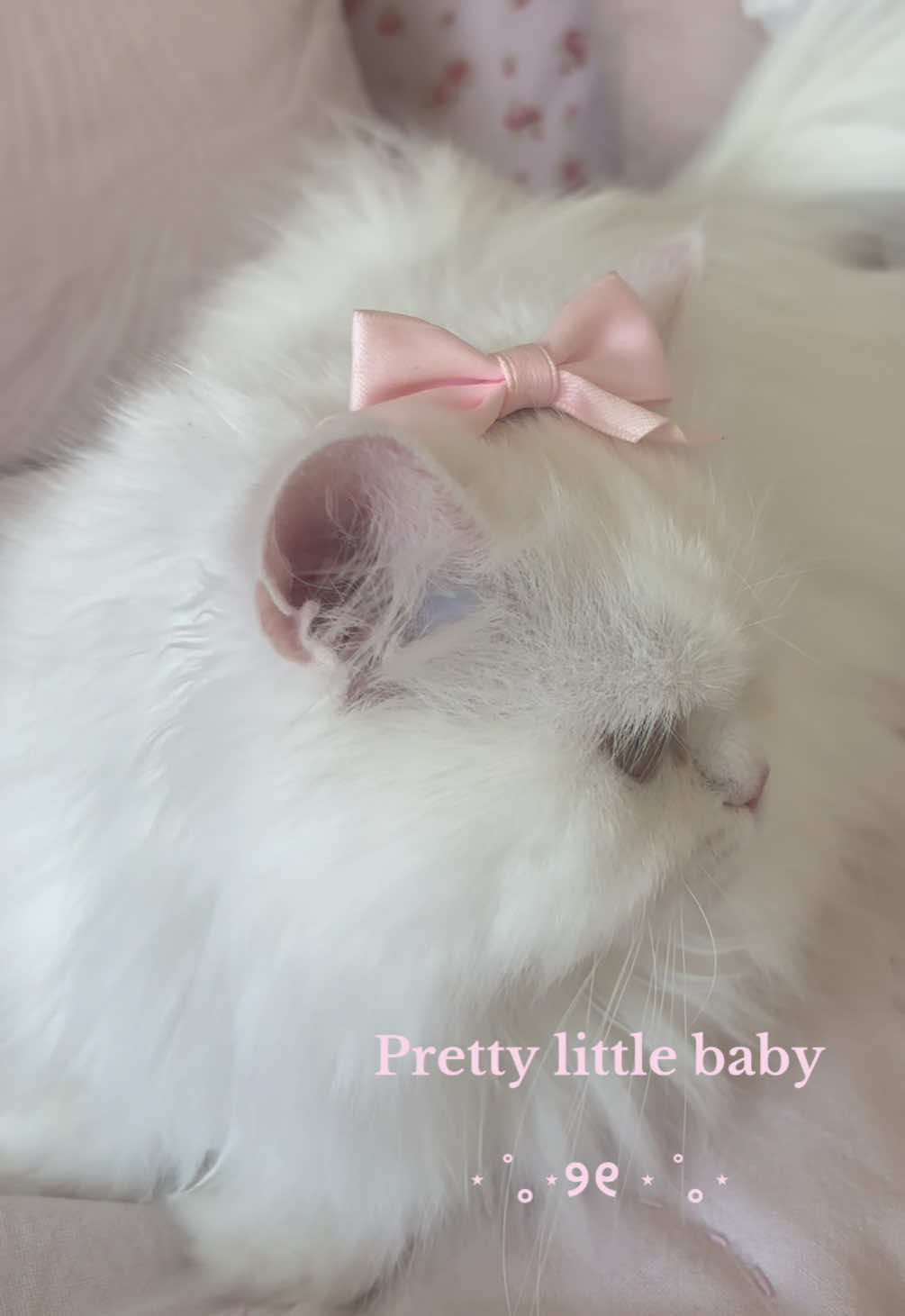 🎀🎀🎀 #cattok #firstchild #Love #myshayla #hellokittyandfriends #mariearistocats #charmmykitty #lovemycat #persiancats #charmmykittysanrio #sanrio #coquette #dollette #kawaii #kawaiiaesthetic #kawaiigirl #creatorsearchinsights #persian #lovemycats 