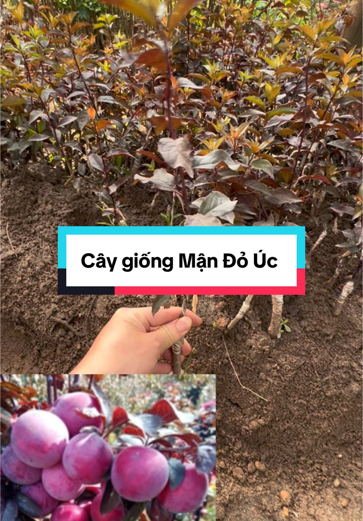 Cây giống mận đỏ úc sẵn rất nhiều ah #xuhuong #mận 
