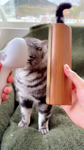 How would he pick his perfect grooming buddy? #cat #tiktokshop #spraycomb #cathairremoval #satisfying #catpick 