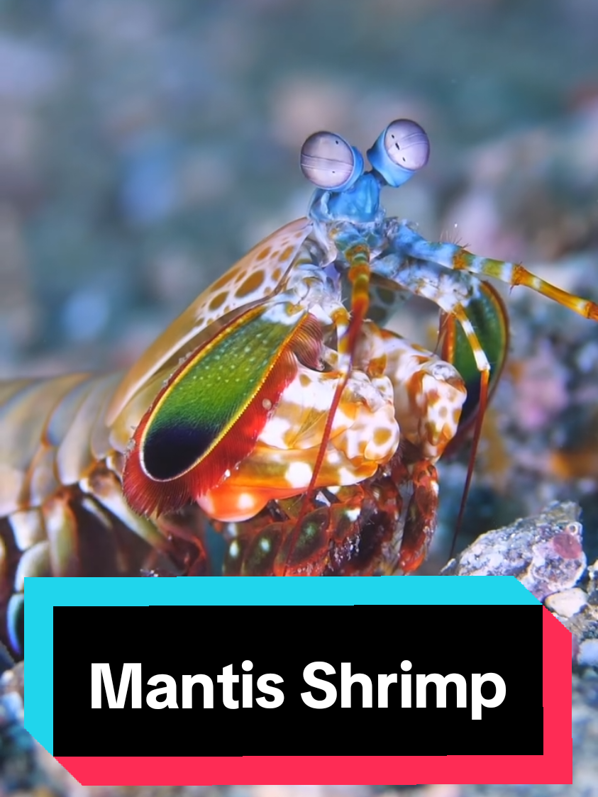 Peacock Mantis Shrimp 🩵 🎥 by Jacobguy Media #mantisshrimp #Shrimp #underwater #scuba #diving 