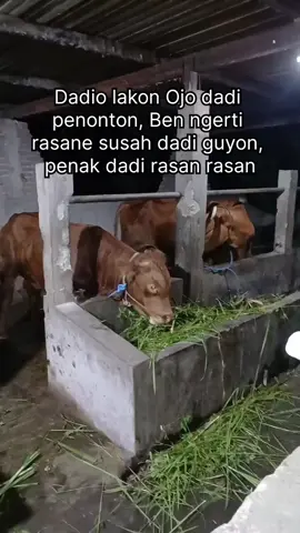 #sapiqurban #sapiviral #qurban2025 #peternaksapiindonesia #peternakmuda #sapilimosin #kandangsapi 