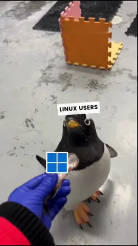 Based on true Event 😜 #linux #windows #memevideos #penguins #linuxmemes #truestories #funnytiktoks 