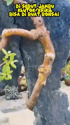 bonsai jambu krikil on therok bisa nempel di batu juga.. #fypシ゚ #bonsaiindonesia #tanaman #jambukrikil #jambuklutok #jambujepang #ontherook 