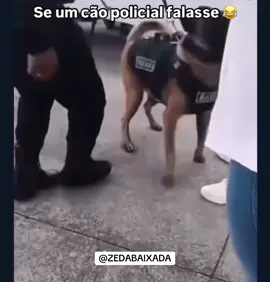 #dog #cachorro #cachorropolicial #policial #police #policialmilitar #guarda #antidrogas #achou #parada #estranha 