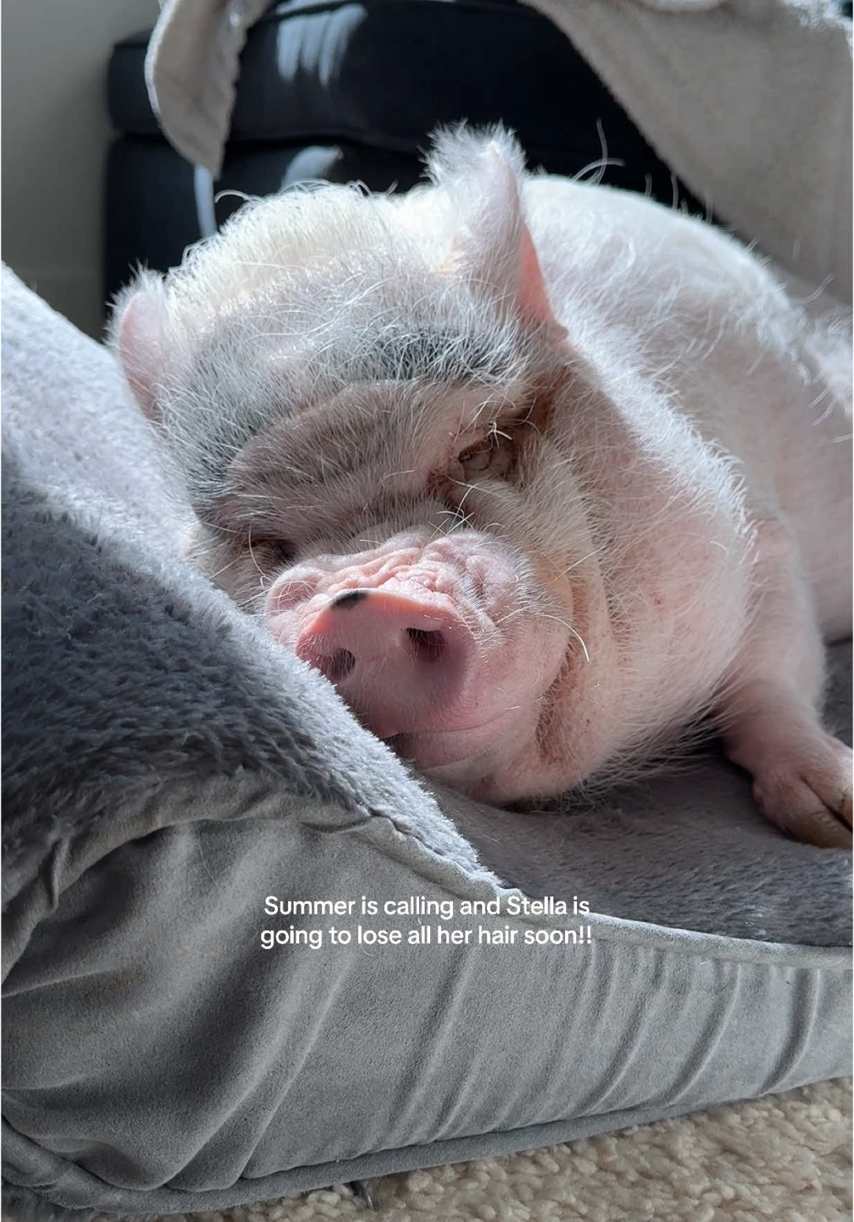 #pigsoftiktok #petpig 