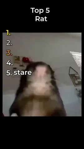Top 5 Rat #fyp #ranking #clips #moments #funnymoments #funny 
