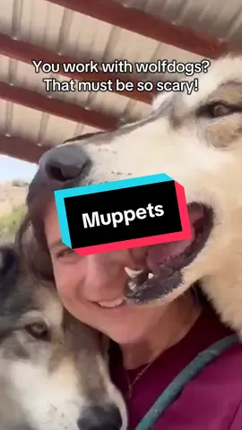Never gets old. #NOTpets #wolfdog #wolfsanctuary #wolvesoftiktok #rescue #wolfdogsoftiktok 