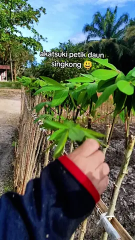 Daun Singkong di halaman rumah.   kameramen : @✎ Duwi S. 🍒✨ #pagardaunsingkong #daunsingkong #fypage 