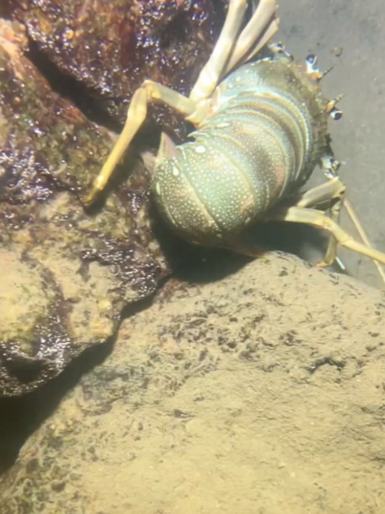 #diving #crab #catchthesea #seaside #seafood #fish #eel #lobster #seangsolofishing
