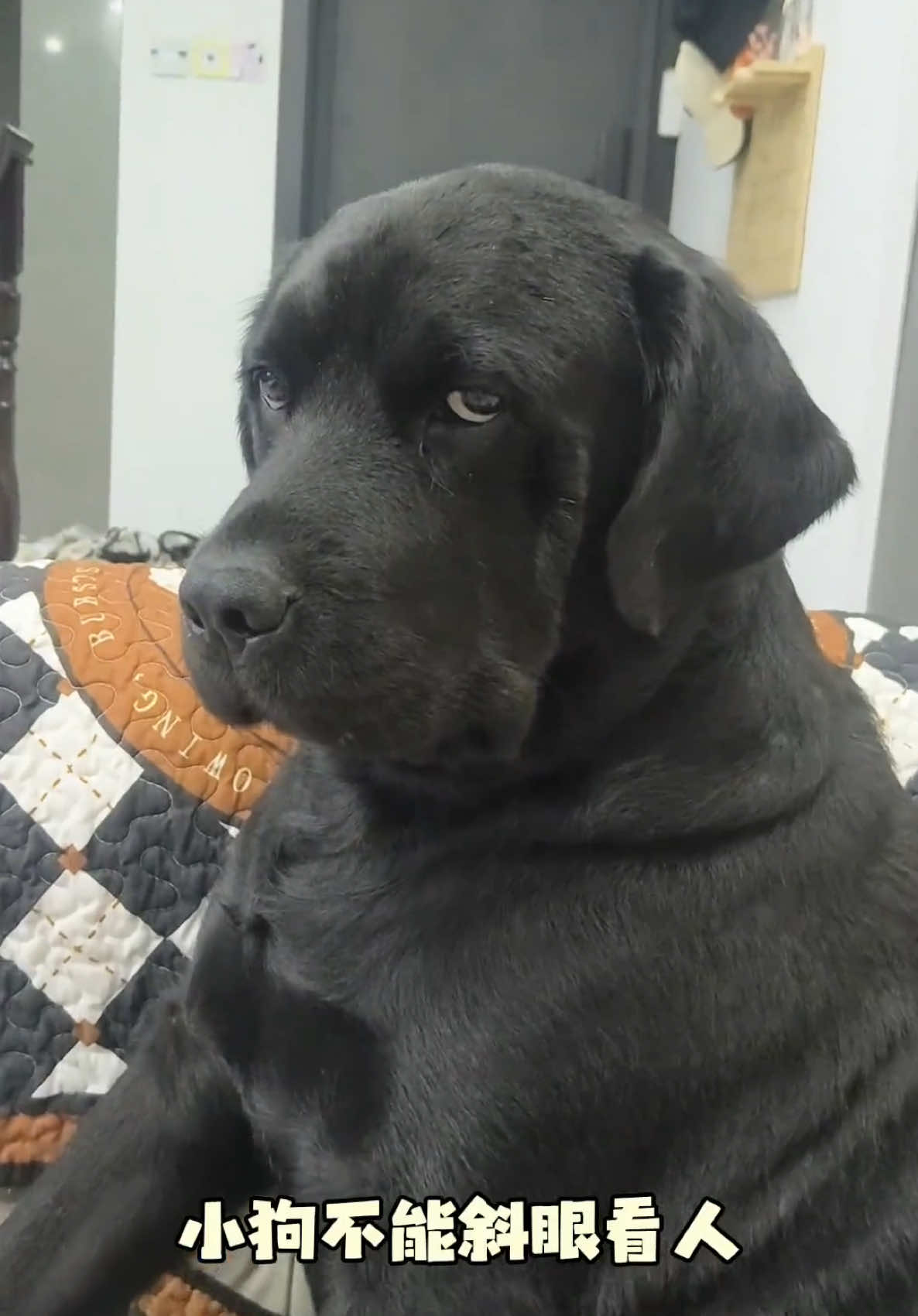 小狗🐶不能斜眼看人😂😂😂影片來源：@黑拉-摩卡#狗狗 #黑色拉不拉多 #狗狗的反應😂 