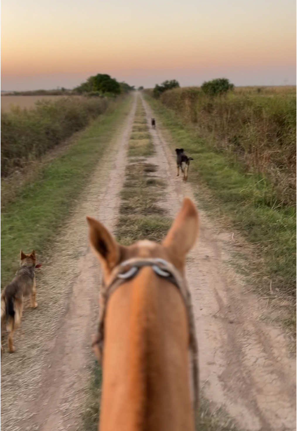 ❤️‍🩹.  El chimanguito  #campoargentino🌱🌾🌻🐮🐂 #campoargentino🇦🇷 #mujerdecampo🌾🐎 #fouryoupage♥️👑 #argentina🇦🇷 #caballos #paratiiiiiiiiiiiiiiiiiiiiiiiiiiiiiiiiii🦋 #caballostiktok #perros #bordercollie 