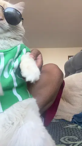 Liberando os rascunhos #catsoftiktok #palmeiras 