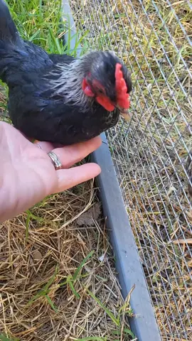 #kiri I love how this boy is growing out!