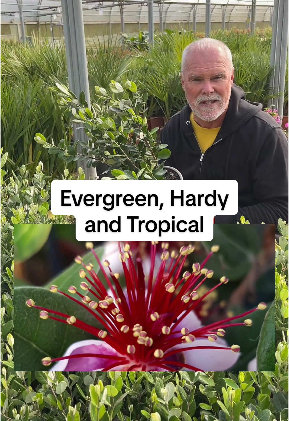 @Adam.Woolcott  has a fantastic all rounder for us #evergreen #hardyplant #perennial #pineapple #guava #tiktokmademeplantit #gardening #gardentok #containergarden #containergardening #yougarden #gardentok #newgarden #newbuild #gardeninspo #tropical 