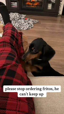 #daschund #weinerdog #doxie #dog #daschundsoftiktok #puppy #fritos #fritolay 