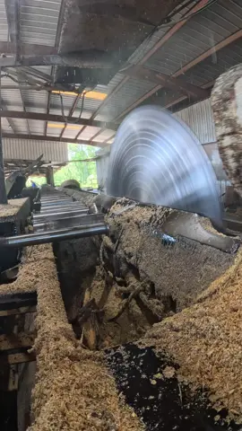 Breaking down 16-foot Southern Yellow Pine logs into clean 8” cants using a 66” solid tooth circular saw on a Cox Bros carriage. Watch the power and precision of traditional sawmilling in action as we work toward producing true 8x8 timbers. Old-school muscle meets modern purpose — this is real sawmill work. Hashtags: #Sawmill #SouthernYellowPine #CircularSaw #CoxBrosCarriage #Sawmilling #LumberMill #8x8Timber #Cants #Woodworking #MillingTimber #SawmillLife #RoughCutLumber #TimberFrame #66InchSaw #LoggingLife