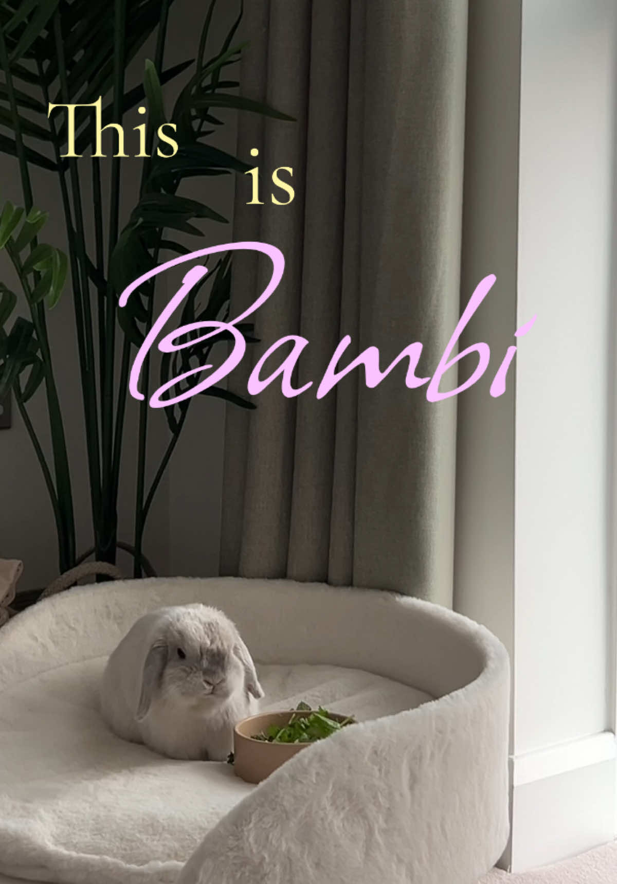 Coming soon: Bambi in Cyprus. She is just irrelevant   #PetsOfTikTok #rabbitsoftiktok #bunniesoftiktok #rabbits #mylife 