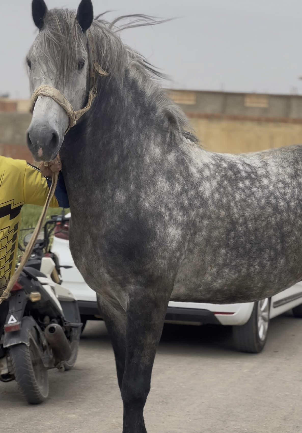 #tik_tok #algerie🇩🇿 #الجزائر🇩🇿😘تيك_توك_ #خيل_وخياله🐎 #خيل_وخياله🐎 #التبوريدة_تراث_شعبي_مغربي_أصيل #شعب_الصيني_ماله_حل😂😂 #الجزائر_تونس_المغرب #الجزائر #تبوريدة_المغربية #تبوريدة_المغربية #شعب_الصيني_ماله_حل😂😂 