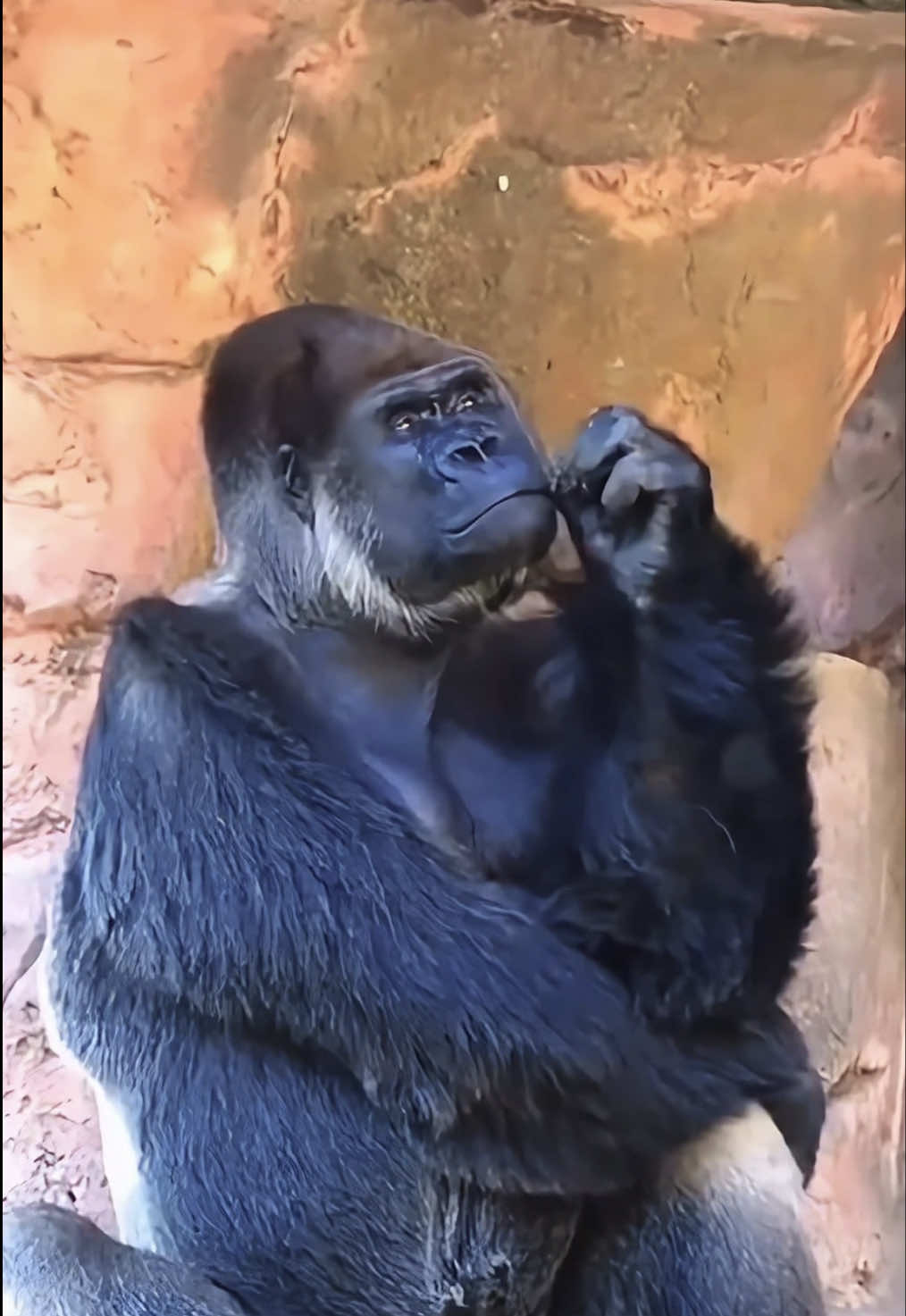 100 Gorillas vs 1 Jason Statham