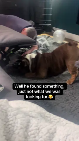 He’s the cutest little helper! He’s just not good at it 😂#gary #garythebulldog2 #garythebulldog #bulldog #bullsoftiktok #bulldogs #englishbulldog #gaz #helper #littlehelper #cute #bestlife 